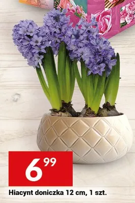 Hiacynt doniczka 12 cm promocja w Twój Market