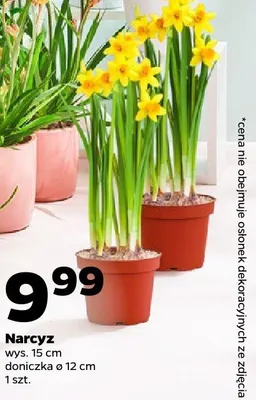 Narcyz promocja w Netto