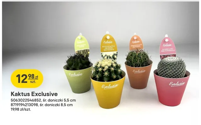 Kaktus Exclusive śr. doniczki 5,5 cm promocja w Castorama