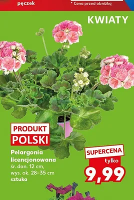 Pelargonia licencjonowana śr. don. 12cm wys. ok. 28-35cm promocja w Kaufland