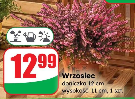 Wrzosiec doniczka 12 cm wysokość: 11 cm promocja w Dino