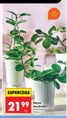 Hoya Australis średnica doniczki 11cm promocja w Biedronka