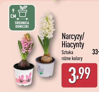 Narcyz/ Hiacynty sztuka różne kolory promocja w Aldi