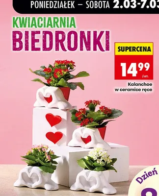 Kalanchoe w ceramice ręce promocja w Biedronka