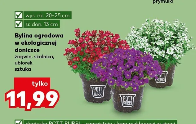 Bylina ogrodowa w ekologicznej doniczce żagwin, skalnica, ubiorek promocja w Kaufland