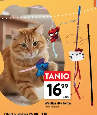 Wędka dla kota promocja w Intermarche