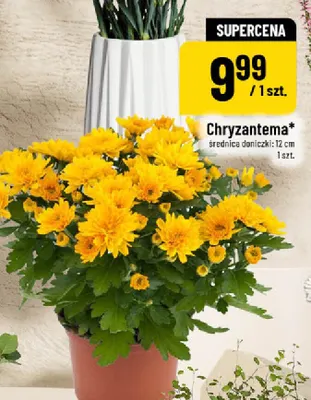 Chryzantema promocja w POLOmarket