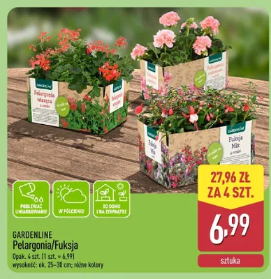 Pelargonia/Fuksja promocja w Aldi