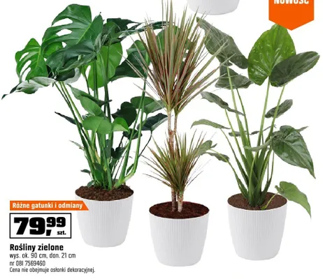 Rośliny zielone promocja w OBI