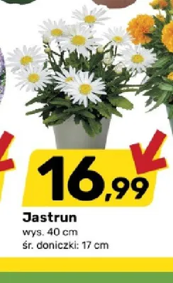Jastrun promocja w Bricomarche