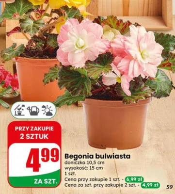 Begonia bulwiasta doniczka 10,5cm wysokość 15cm promocja w Dino