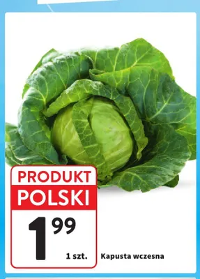 Kapusta wczesna promocja w Intermarche