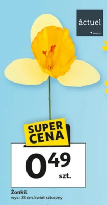 Żonkil promocja w Auchan
