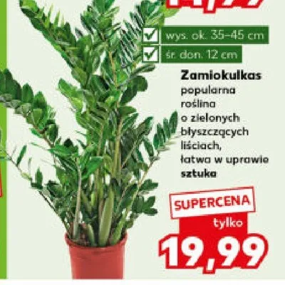 Zamiokulkas popularna roślina o zielonych błyszczących liściach, łatwa w uprawie promocja w Kaufland