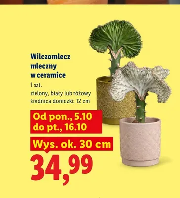 Wilczomlecz mleczny w ceramice różowy promocja w Lidl