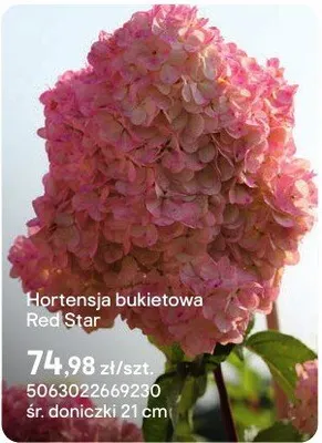 Hortensja bukietowa Red Star promocja w Castorama
