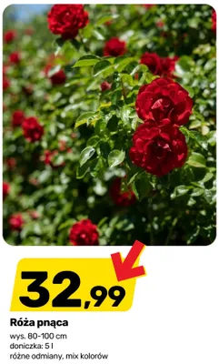 Róża pnąca wys. 80-100cm doniczka: 5l promocja w Bricomarche