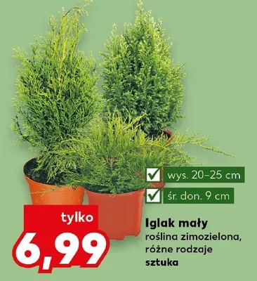 Iglak mały roślina zimozielona promocja w Kaufland