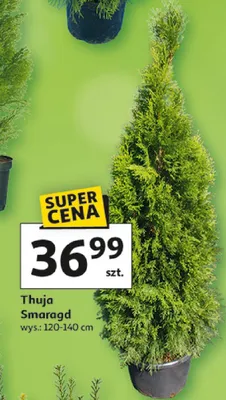 Thuja Smaragd promocja w Auchan