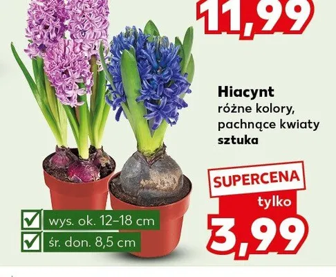 Hiacynt różne kolory, pachnące kwiaty promocja w Kaufland