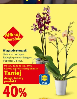 Storczyk fioletowy promocja w Lidl