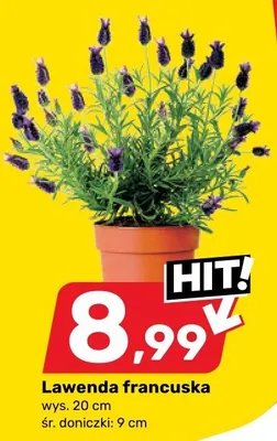 Lawenda francuska wys. 20cm śr. doniczki 9cm promocja w Bricomarche
