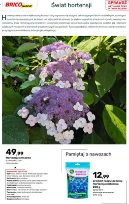 Hortensja omszona promocja w Bricomarche