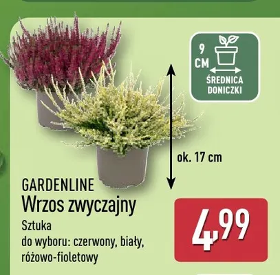 Wrzos zwyczajny Gardenline promocja w Aldi