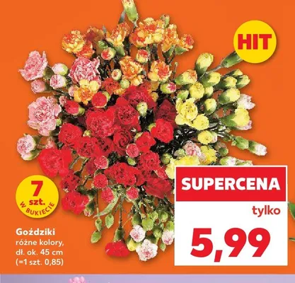 Goździki 7-pak promocja w Kaufland