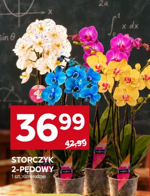 Storczyk 2-pędowy promocja w Stokrotka
