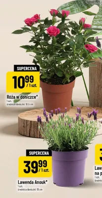 Lawenda Anouk średnica doniczki 19cm promocja w POLOmarket