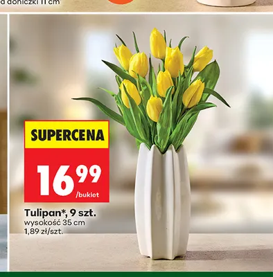 Tulipan 9-pak wysokość 35 cm promocja w Biedronka
