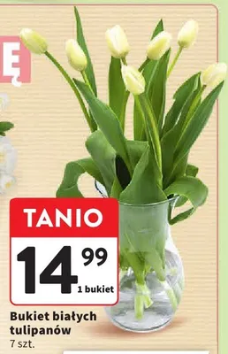 Bukiet białych tulipanów promocja w Intermarche