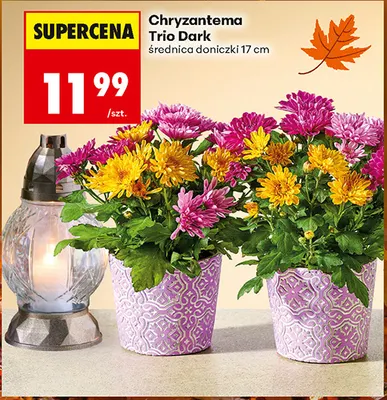 Chryzantema Trio Dark promocja w Biedronka