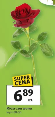 Róża czerwona promocja w Auchan