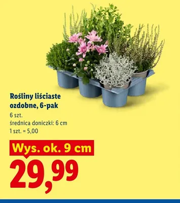 Rośliny liściaste ozdobne 6-pak promocja w Lidl