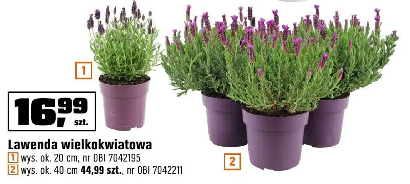 Lawenda wielkokwiatowa wys. ok. 20 cm, wys. ok. 40 cm promocja w OBI