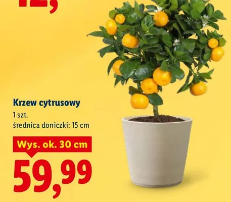 Krzew cytrusowy promocja w Lidl