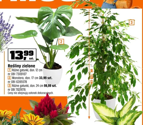 Rośliny zielone Różne gatunki don. 12 cm promocja w OBI