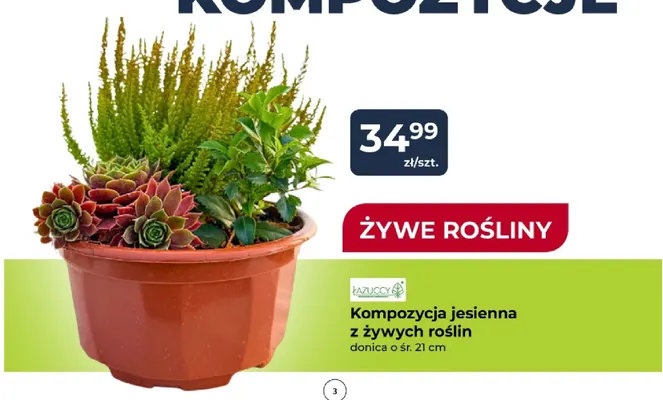 Kompozycja jesienna z żywych roślin Łazuccy promocja w PSB Mrówka