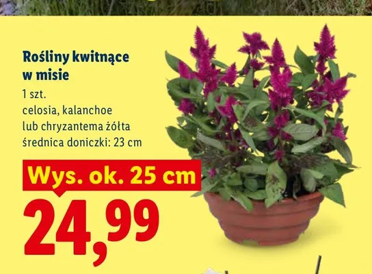 Rośliny kwitnące w misie Chryzantema żółta promocja w Lidl