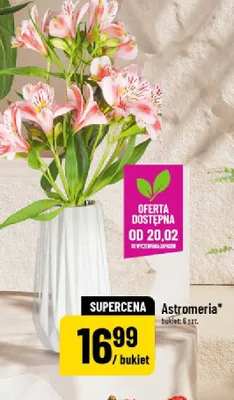Astromeria promocja w POLOmarket