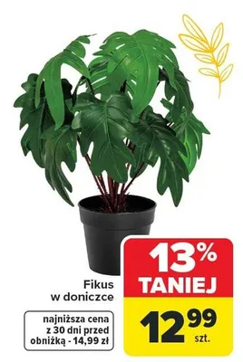 Fikus w doniczce promocja w Carrefour
