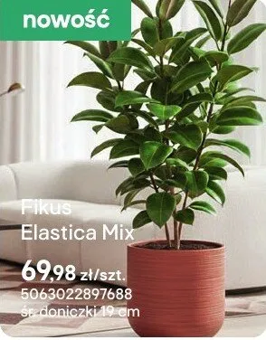 Fikus Elastica Mix promocja w Castorama