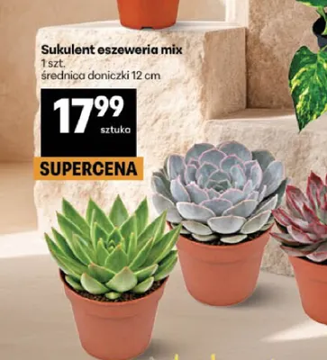 Sukulent eszeweria mix promocja w Delikatesy Centrum