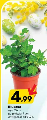Bluszcz promocja w Bricomarche