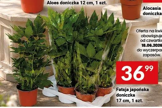 Fatsja japońska doniczka 17 cm promocja w Twój Market