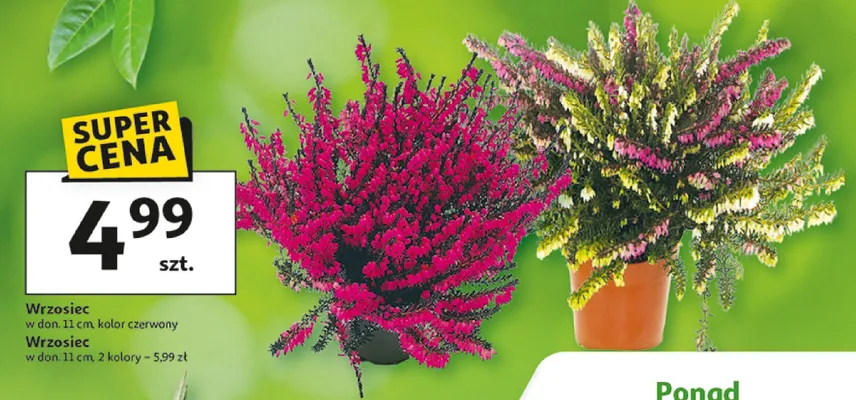 Wrzosiec promocja w Auchan