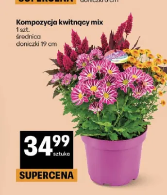 Kompozycja kwitnący mix promocja w Delikatesy Centrum
