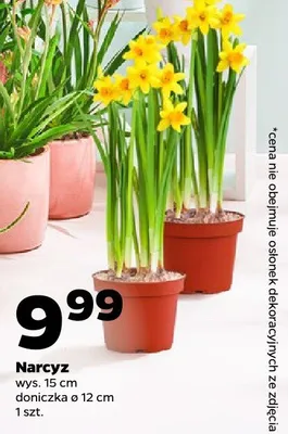 Narcyz promocja w Netto